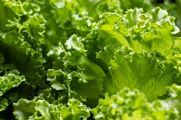 Свежий Зеленый Салат Продукты Питания — стоковое фото