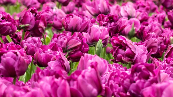 Stock image Purple Dutch tulips bloomed in the flowerbed. Close-up.