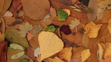 Autumn brown dry leaves background. Flat lay. Rotate 360 degrees.