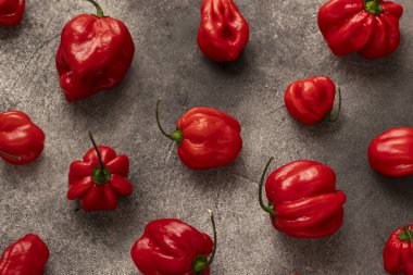 Siyah arka planda kırmızı habanero biberleri. Üst görünüm, yakın çekim.