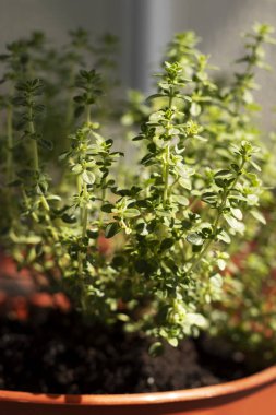 Değişik limonlu kekik. Pencere kenarındaki saksıda bitki var..