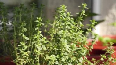 Pencere kenarındaki limonlu kekik. Kapat..