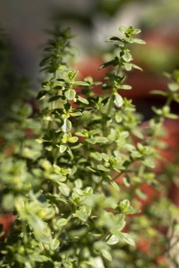 Pencere kenarındaki limonlu kekik. Kapat..