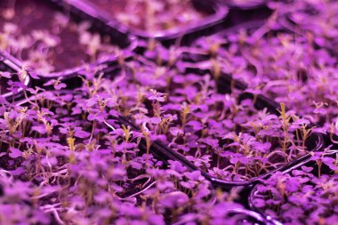 Mor ışığın altında büyüyen bir serada mikro yeşiller..