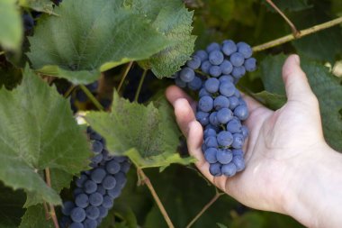 Bahçıvan koyu mavi şarap üzümlerine bakar. Yakın plan..