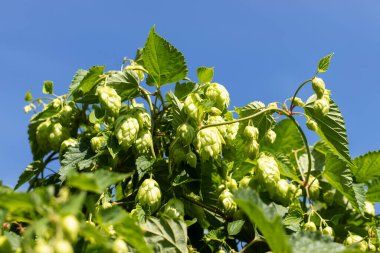 Sıçrama külahları. Humulus lupulus bitkisi. Mavi gökyüzü arka planında.