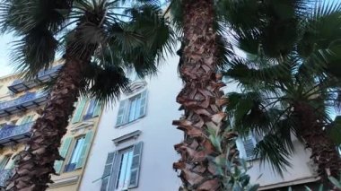 Güzel, Fransa - 2 Aralık 2024. Uzun palmiye ağaçları bir yerleşim yerinin önünde yetişir..