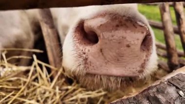 Charolais Buzağı Yüzü 'nün Yakın Çekimi Çiftlikteki Nazik ve Meraklı İfade.