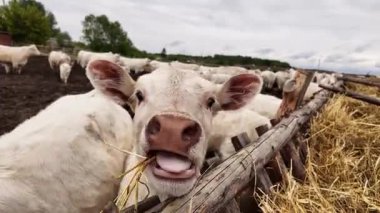 Charolais Baldır Çiğnedi Ahşap İnek Mağazasının İçinde Huzurlu Çiftlik Hayatı Sahnesi.
