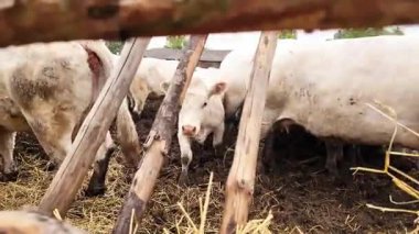 Yetişkin İnekler Arasındaki Ahşap Çitin Arkasında Tuhaf Charolais Buzağı Keşfi Oyunlu Çiftlik Sahnesi.