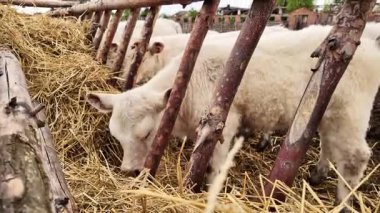 Genç Charolais Buzağı Sakince Çiğniyor Cow Stall Serene Çiftliği Atmosferinde.