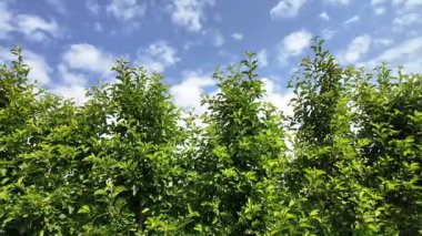 Peaceful Rural Apple Garden with Green Foliage. Close-Up of Apple Tree Branches.