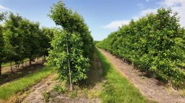 Geniş Ekili Elma Ağaçları Saflarda Çekimi. İyi örgütlenmiş bir meyve bahçesinde simetrik elma ağacı sıraları.