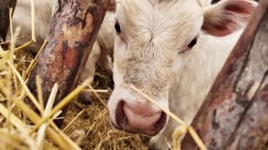 Meraklı Charolais Buzağı Ahşap Çitin Arkasından Bakıyor Kırsal Çiftlikte Sevimli Bir An.