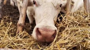 Charolais İneklerinin Yakın Çekimi Görkemli Bir Sığır Eti İfadesinin Nazik İfadesiyle Yüzleşir.