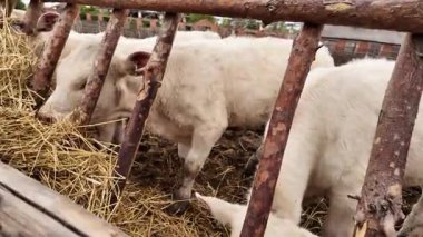 Charolais Baldırı Çiğnedi Ahşap İnek Oyaladı Çiftlik Hayatı Sahnesi.