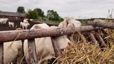 Charolais Buzağıları Açık Cezaevinde Kuru Saman Yiyerek Huzurlu Çiftlik Hayatı Sahnesi.