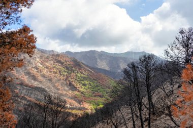 Hayat ormanı ile Mijas, Malaga yakınlarındaki yanan kara orman arasındaki sınır. 