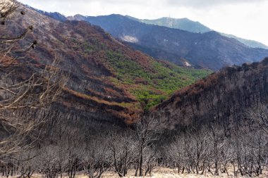 Hayat ormanı ile Mijas, Malaga yakınlarındaki yanan kara orman arasındaki sınır. 