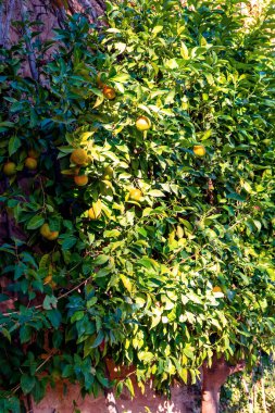 Granada, İspanya - 26 Kasım 2022 'de İspanya' nın Granada kentindeki Alhambra yeşil bahçelerinde yürüyüş