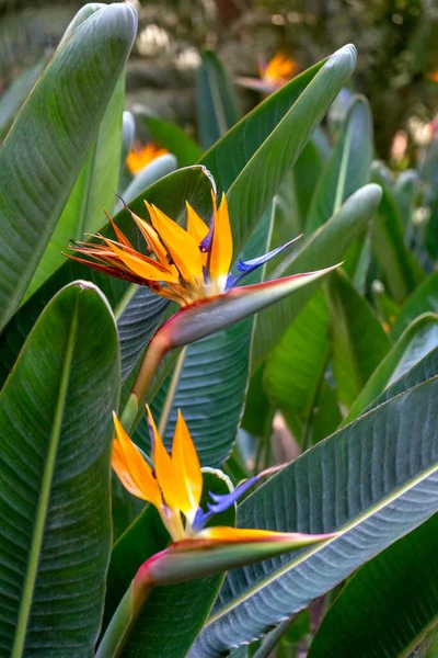 Flor Laranja Jardim Tropical — Fotografia de Stock