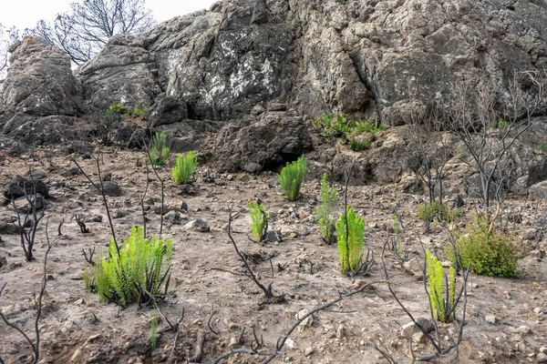 Πράσινο Γρασίδι Αρχίζουν Αναπτύσσονται Καμένο Δάσος Κοντά Mijas Μάλαγα — Φωτογραφία Αρχείου
