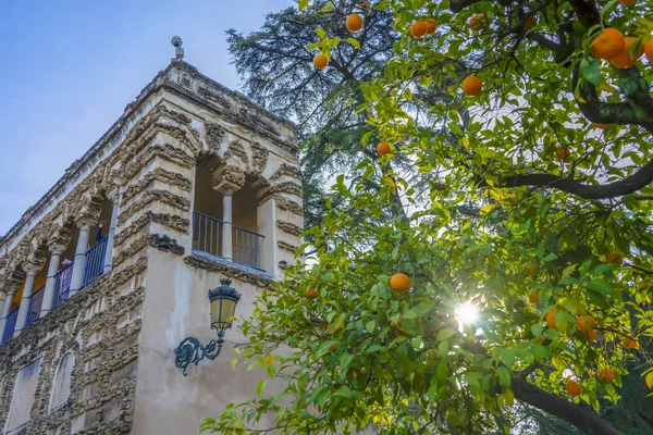 SEVILLA, İspanya - 31 Aralık 2022: Sevilla, İspanya 'da Gerçek Alcazar Bahçeleri