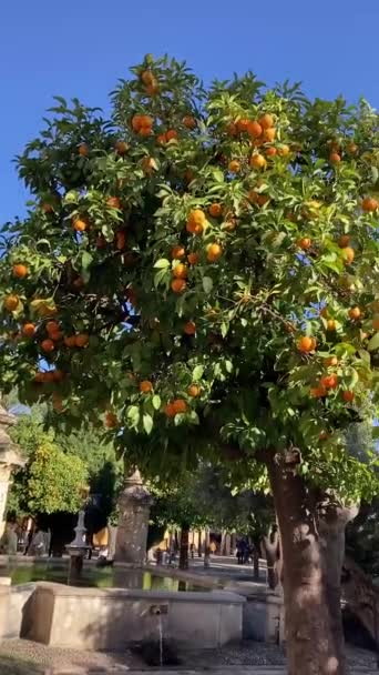 Cordova Spagna Dicembre 2022 Giardino Arancione Fronte Alla Moschea Cattedrale — Video Stock