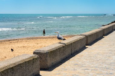 CADIZ, İspanya - 30 Nisan 2023: 30 Nisan 2023 'te İspanya' nın Cadiz kentindeki La Caleta plajındaki martı