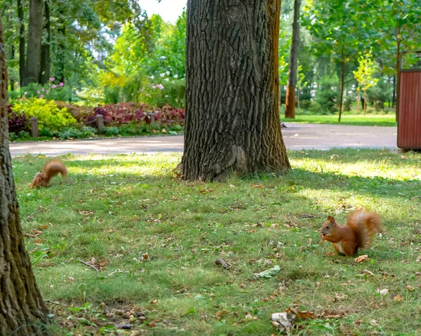 Eichhörnchen Sitzt Auf Dem Rasen Park Eichhörnchen Der Natur — Stockfoto