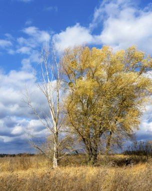 Poltava bölgesindeki kırsal alanda sarı renkler. Sonbahar Ukrayna manzarası.