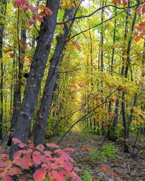 Yellow colors on forest in Poltava region. Autumn Ukrainian landscape.