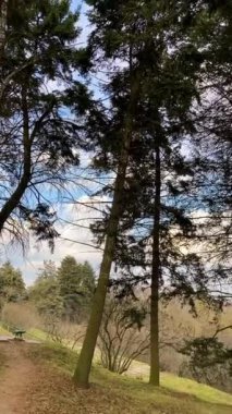 Ormanda yeşil ağaçlar, bahar zamanı
