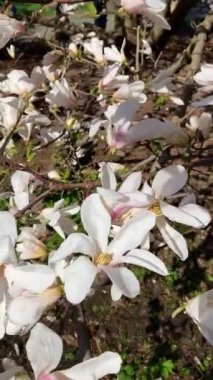 Botanik bahçesinde manolya çiçeği, Kyiv, Ukrayna