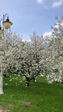 Botanik bahçesindeki elma ağaçları, Kyiv, Ukrayna