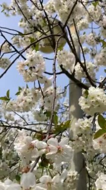 Botanik bahçesindeki elma ağaçları, Kyiv, Ukrayna