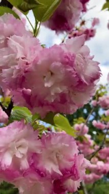 Botanik bahçesindeki kiraz ağacı çiçeği, Kyiv, Ukrayna