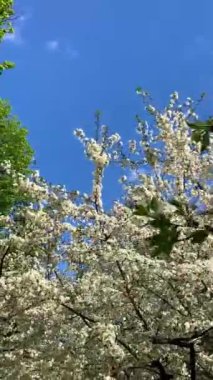 Botanik bahçesindeki elma ağaçları, Kyiv, Ukrayna