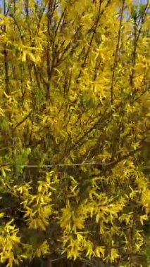 Botanik bahçesindeki çalılar, Kyiv, Ukrayna