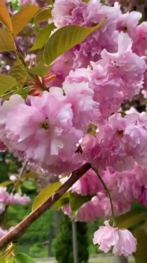 Botanik bahçesindeki kiraz ağacı çiçeği, Kyiv, Ukrayna