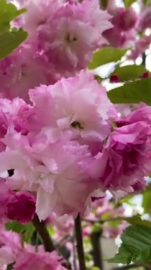 Botanik bahçesindeki kiraz ağacı çiçeği, Kyiv, Ukrayna