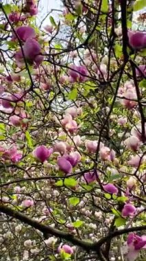 Botanik bahçesinde manolya çiçeği, Kyiv, Ukrayna