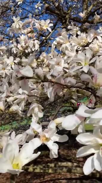 Цвітіння Магнолій Ботанічному Саду Київ Україна — стокове відео