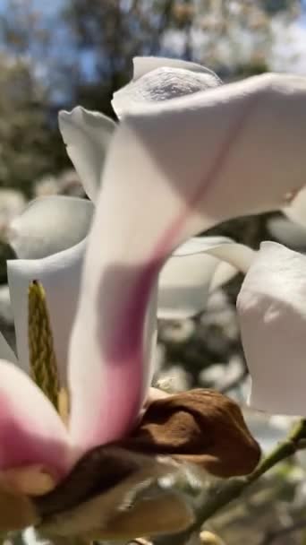 Цвітіння Магнолій Ботанічному Саду Київ Україна — стокове відео