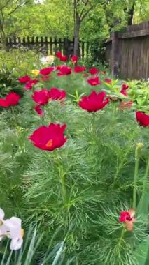 Bahçedeki lalelerin çiçeği.