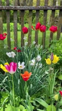 Bahçedeki lalelerin çiçeği.