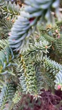 Torrecilla, Sierra de las Nieves Ulusal Parkı, Endülüs, İspanya
