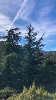 Torrecilla, Sierra de las Nieves Ulusal Parkı, Endülüs, İspanya