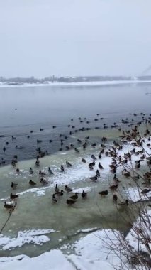 Dnipro nehri buzla kaplı ve Dnipro nehri, Ukrayna, Kyiv 'in tepesinde kuşlar var.