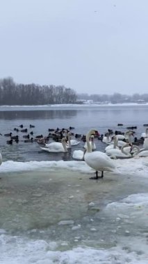 Dnipro nehri buzla kaplı ve Dnipro nehri, Ukrayna, Kyiv 'in tepesinde kuşlar var.